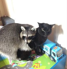 two raccoons are sitting on top of a toy truck and one is looking at the camera