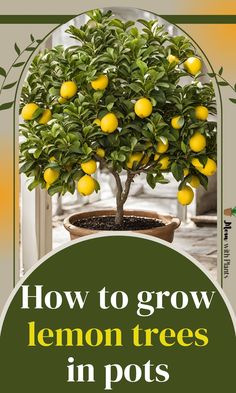 a lemon tree in a pot with text overlay that reads how to grow lemon trees in pots Diy Tree Pots Outdoor, Lemon Trees In Pots, Growing Lemons, Lemon Tree Potted, Indoor Lemon Tree, Trees In Pots, Grow Lemon