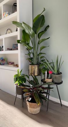 two potted plants sitting next to each other in front of a white shelf filled with books