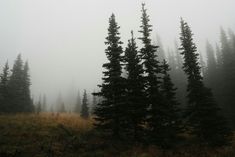 foggy forest with trees in the foreground