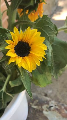 a large yellow sunflower in a white vase on the ground next to other flowers