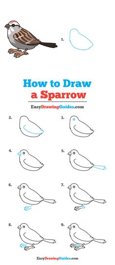 how to draw a sparrow with easy drawing guides