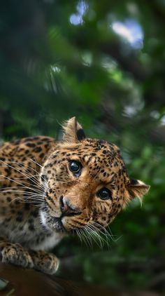 a close up of a leopard on a tree branch with green leaves in the background