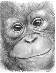 a pencil drawing of a monkey's face