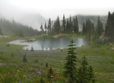 a small lake in the middle of a forest filled with trees and wildflowers