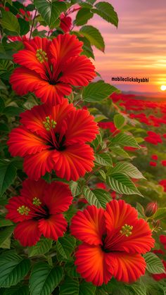 red flowers with green leaves in the foreground and a sunset in the background behind them