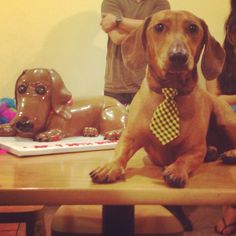 a dachshund dog wearing a tie sitting on a table with other dogs