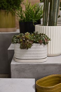 three white planters with succulents in them