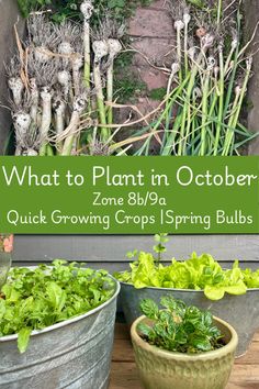 what to plant in october? zone 8 / 9a quick growing crops spring bulbs