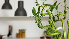 a bamboo plant in a vase on a table