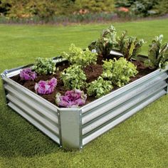 a garden box filled with lettuce and purple flowers