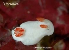 an orange and white sea slug on red coral