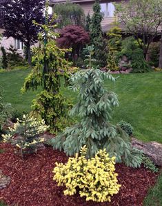 a small evergreen tree in the middle of a garden with other trees and shrubs around it