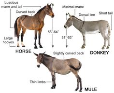 three different types of horses are shown in this graphic above them is the size and height of each horse