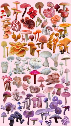 many different types of mushrooms are shown in this image, including pink and purple colors