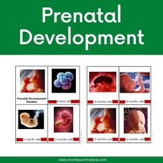 a poster with pictures of baby's development and the words prenatl development