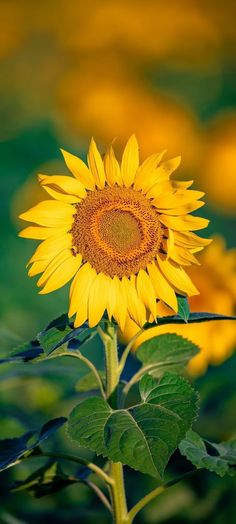 a large sunflower in the middle of a field