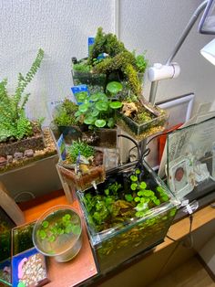 an assortment of plants are displayed on a table