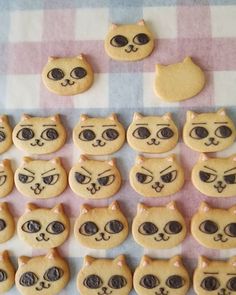 there are many cookies that look like cats