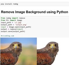 an image of a bird in front of a computer screen with the caption remove image background using python