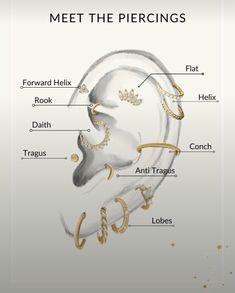 a diagram of the parts of a human's ear with text below it that says, meet the piercings