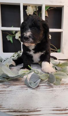 a small black and white dog sitting on top of a wooden table next to flowers