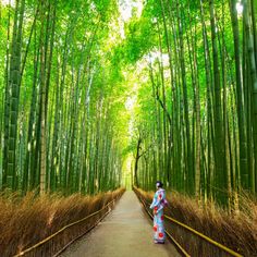 a person walking down a path in the middle of a bamboo forest with tall trees