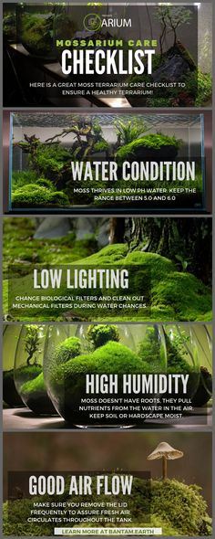 the different types of green plants and their names are shown in this graphic style, which includes