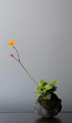 a single yellow flower sitting on top of a rock next to a leafy plant