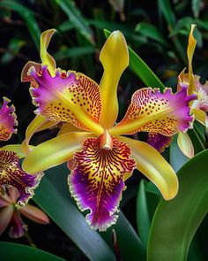 two yellow and purple orchids with green leaves in the backgrounnd, close up