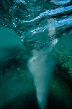 a person swimming in the ocean with a large white shark behind them and an underwater camera attached to their side