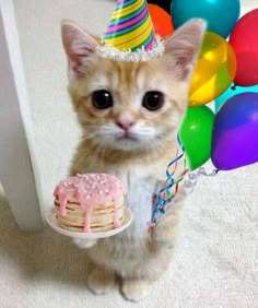 a small kitten standing next to a birthday cake and balloons