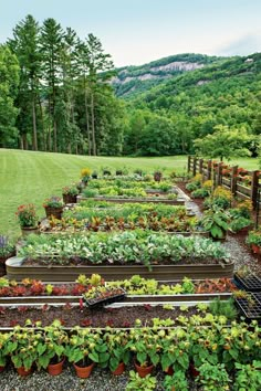 an outdoor garden with lots of plants growing in it