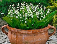 a planter filled with white flowers sitting on top of a cobblestone road