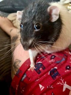 a small rat sitting on top of someone's arm and wearing a red shirt