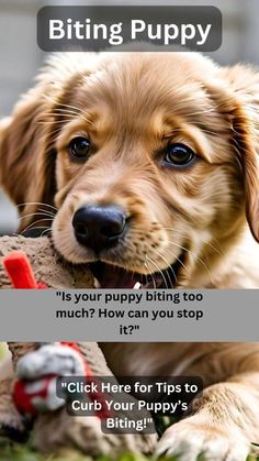 a puppy laying on the ground with its paw in his mouth and tongue out, saying biting puppy is your puppy biting too much? how can you stop it? click here for