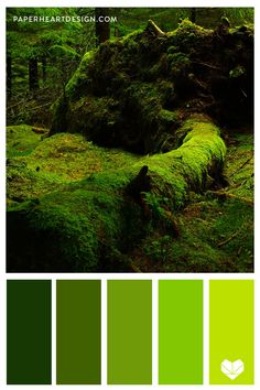 the color scheme is green and it looks like moss