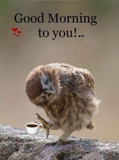 an owl sitting on top of a rock with a cup of coffee in it's beak