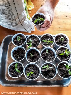 a tray filled with small plants on top of a wooden table