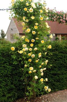 a bush with yellow roses growing on it next to a fence and house in the background