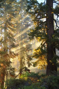 the sun is shining through the trees in the forest