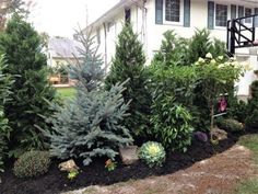 some very pretty trees and bushes in front of a house