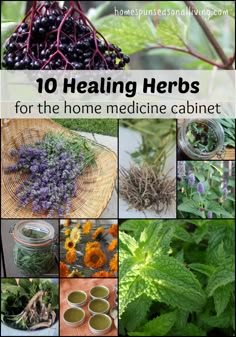 10 healing herbs for the home medicine cabinet. Health Herbs, Excellent Health, Home Medicine, Have Inspiration, Natural Therapy, Healing Herbs