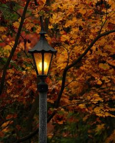 a lamp post in front of a tree with leaves on it and the light shining brightly