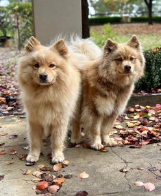 two fluffy dogs standing next to each other on top of leaf covered ground with trees in the background