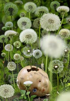 a vase sitting in the middle of a field with dandelions growing around it