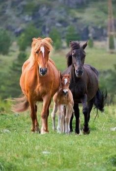 three horses are standing in the grass together