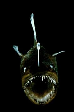 a close up of a fish with its mouth open and teeth wide open in the dark