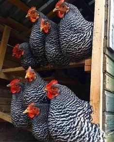 there are many chickens in the coop together