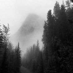 a black and white photo of a foggy forest with trees on either side of the road